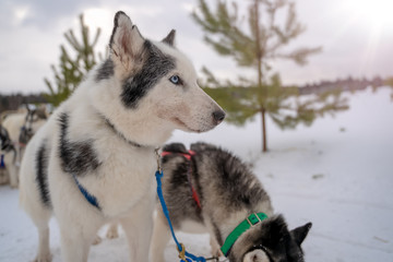 Two Siberian Husky dogs looks around. Husky dogs has black and white coat color. Snowy white background. Close up. Sunset.