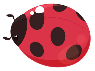 Obraz premium テントウムシのイラスト