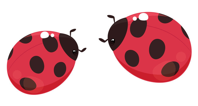 747 Best てんとうむし Images Stock Photos Vectors Adobe Stock