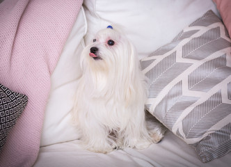 dog cute bald thoroughbred white dog in the home interior, close-up