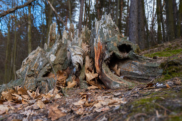 there is an old beautiful stump in-field