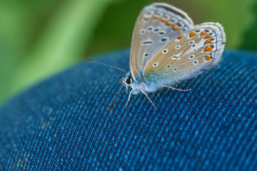ein kleiner blauer Schmetterling