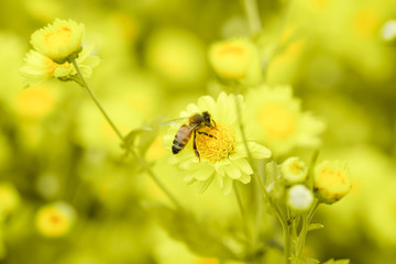 Bee and colorful yellow chrysanthemum flower bloom in the field.