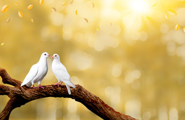 Two white seagulls with love. Valentine and Sweetest day concept. Freedom of couples doves bird on...