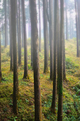 foggy Pine forest trees backlit by golden sunlight after sunrise with sun rays pouring through pine trees on forest floor in autumn.