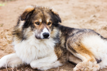 cute big shaggy dog laying on the ground. furry dog brown, white and grey coloured.