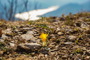 yellow flower in soil