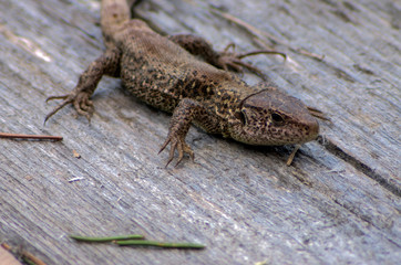 the lizard sitting in the sun on a wood