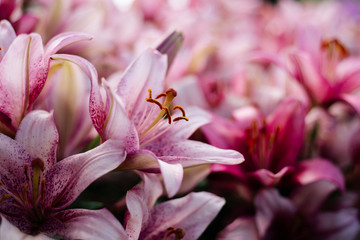 Pink lily flowering in a flowerbed in a country garden