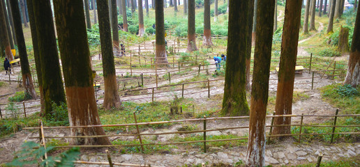 Fototapeta premium people trekking through the Magic dark mountain forest. Autumn forest scenery with rays of warm light. Mystic forest. Himalayan Mountains.