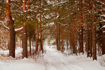 Snow covered trees in a winter forest