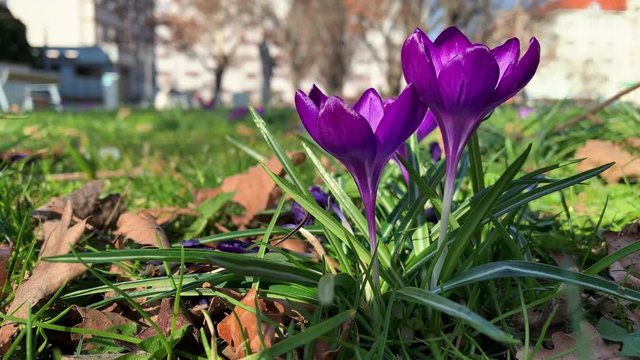 Spring Crocus on breeze in city park Prague - (4K)
