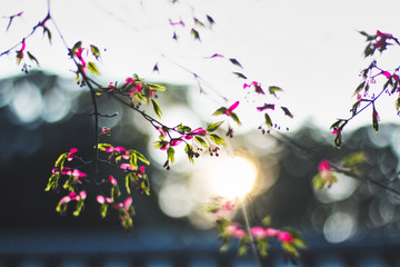 a photo of a japanese cherry blossom tree. you can see the pink flowers of the sakura. sakura...