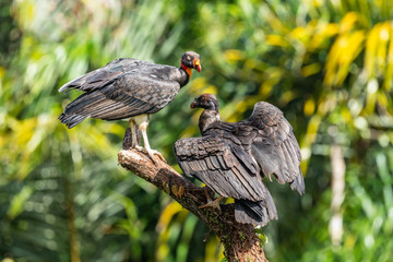 King vulture, Sarcoramphus papa, large bird found in Central and South America. Flying bird, forest...