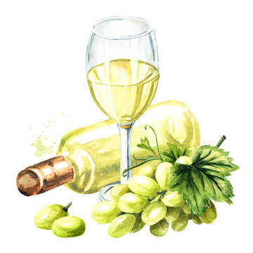 Bottle and glass of White wine with vine leaves and grape berries. Hand drawn watercolor illustration isolated on white background