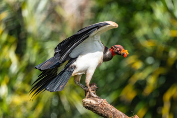 King vulture, Sarcoramphus papa, large bird found in Central and South America. Flying bird, forest in the background. Wildlife scene from tropic nature. Red head bird. Condor with open wing, Panama