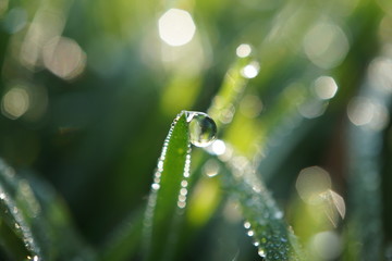 morning dew