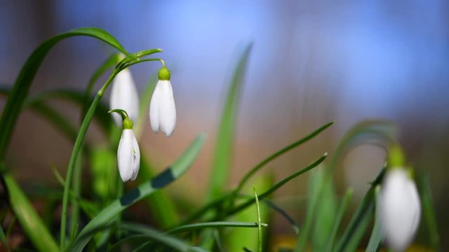 Closeup of small white delicate snowdrops in spring forest
