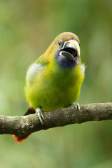 The Crimson-rumped Toucanet, Aulacorhynchus haematopygus perched on the branch in rain forest in Ecuador, dark scene with green color.