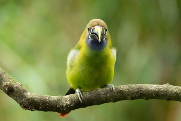 The Crimson-rumped Toucanet, Aulacorhynchus haematopygus perched on the branch in rain forest in Ecuador, dark scene with green color.