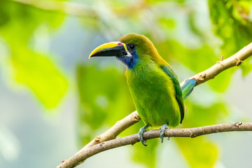The Crimson-rumped Toucanet, Aulacorhynchus haematopygus perched on the branch in rain forest in Ecuador, dark scene with green color.