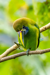 The Crimson-rumped Toucanet, Aulacorhynchus haematopygus perched on the branch in rain forest in Ecuador, dark scene with green color.