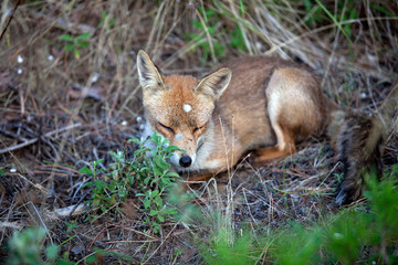 Naklejka na ściany i meble Alberese (GR), Italy - June 10, 2017: A fox in Uccellina Natural Reserve, Alberese, Grosseto, Tuscany, Italy, Europe