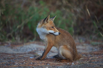 Alberese (GR), Italy - June 10, 2017: A fox in Uccellina Natural Reserve, Alberese, Grosseto, Tuscany, Italy, Europe