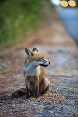 Alberese (GR), Italy - June 10, 2017: A fox in Uccellina Natural Reserve, Alberese, Grosseto, Tuscany, Italy, Europe