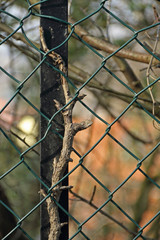 Zaun © Asray Laleike