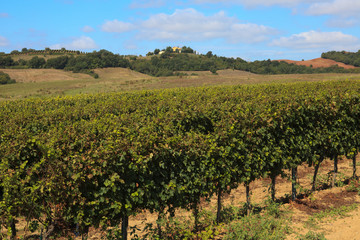 Fototapeta na wymiar Scansano (GR), Italy - June 10, 2017: Morellino di Scansano vineyards, wine grapes growing, Tuscany, Italy.