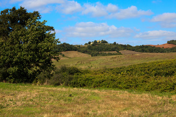 Scansano (GR), Italy - June 10, 2017: Morellino di Scansano vineyards, wine grapes growing, Tuscany, Italy.