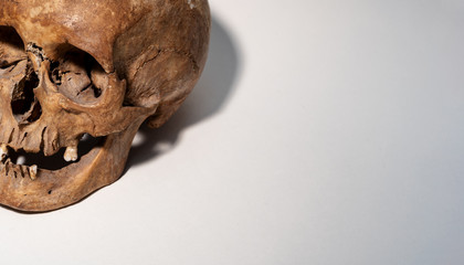 schädel, weiß, panorama, medizin, skull, nah, tod