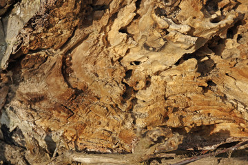 Morsches Holz