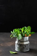 Mint leaves, fresh bouquet of mint in an old rustic bucket vase on an old dark background.