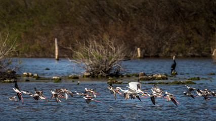 flock of birds in flight over water in natural reserve.Natural Park S'Albufera de Mallorca.Muro, Mallorca, Baleares, Spain....