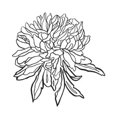 Summer, autumn flowers of chrysanthemum, field beautiful plant, hand draws with ink, buds from different angles with ink