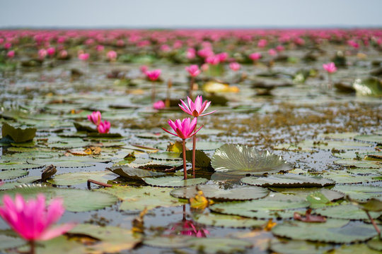 Red lotus in Nonghan lake Kumphawapi, Udonthani Thailand