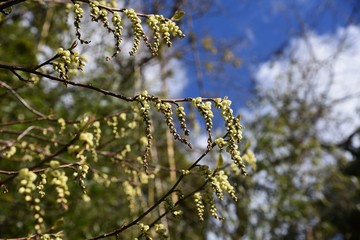 Stachyurus praecox is a deciduous shrub that blooms in spring with light yellow spikelets hanging down.