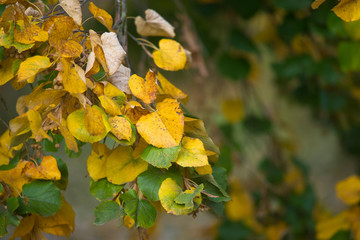 Fototapeta na wymiar żółknące liście lipy, jesień