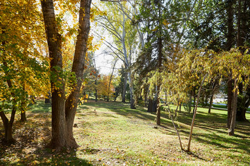 Fototapeta na wymiar Autumn landscape with yellow and green trees in the park in a sunny day