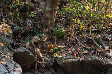 Naklejka na ściany i meble Figs in the forest, Thailand