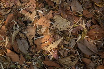 Many fallen leaves in the forest