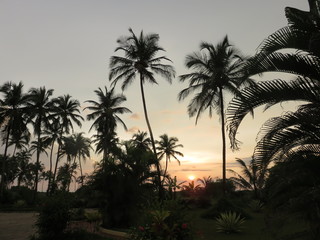 Fototapeta na wymiar Landscape - Beautiful Sunset and many Coconut Trees