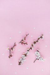 Spring flowering branches with pink blossoms on pink background. Flat lay, copy space, top view. Spring time background.
