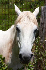 Obraz premium White horse looks curiously dying his ears.