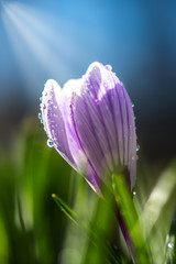 Beautiful spring crocus in the spring rain. Saffron in the garden on the lawn