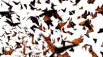 swarm of monarch butterflies, Danaus plexippus group isolated on white background