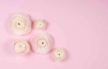 Delicate white flowers on a pink background. The photo is suitable for creating a banner