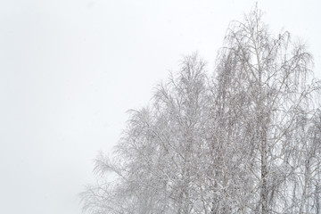 Nature background. Strong morning fog above the winter trees